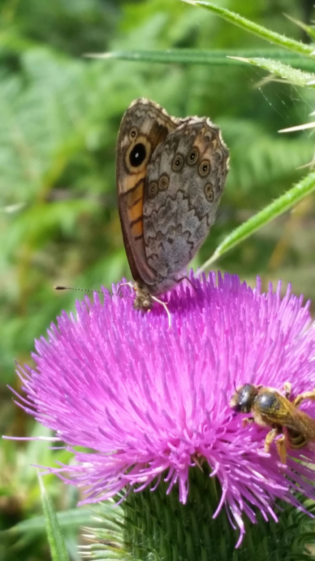 Che farfalla  4? Lasiommata megera - Nymphalidae